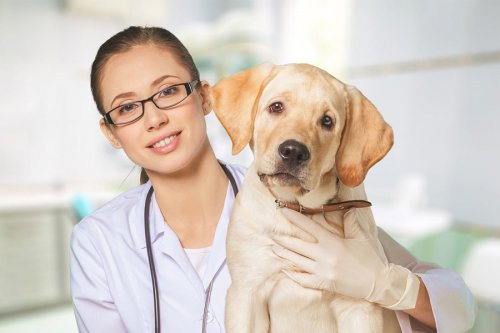 چگونه پزشک حیوانات خوب پیدا کنیم
