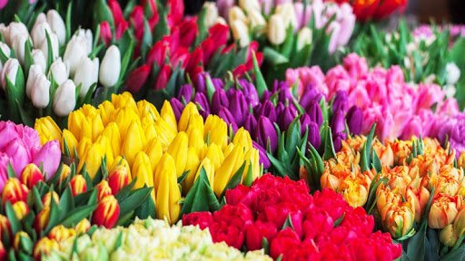 عکس Tulip Florist
